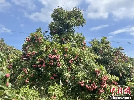 （走進中國鄉(xiāng)村）廣東汕頭雷嶺荔枝俏銷海內(nèi)外